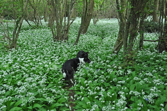 13 05 15_4006_edited-1.jpg - SPOT THE WILD GARLIC - ISLE OF PURECK, DORSET - 13.5.15